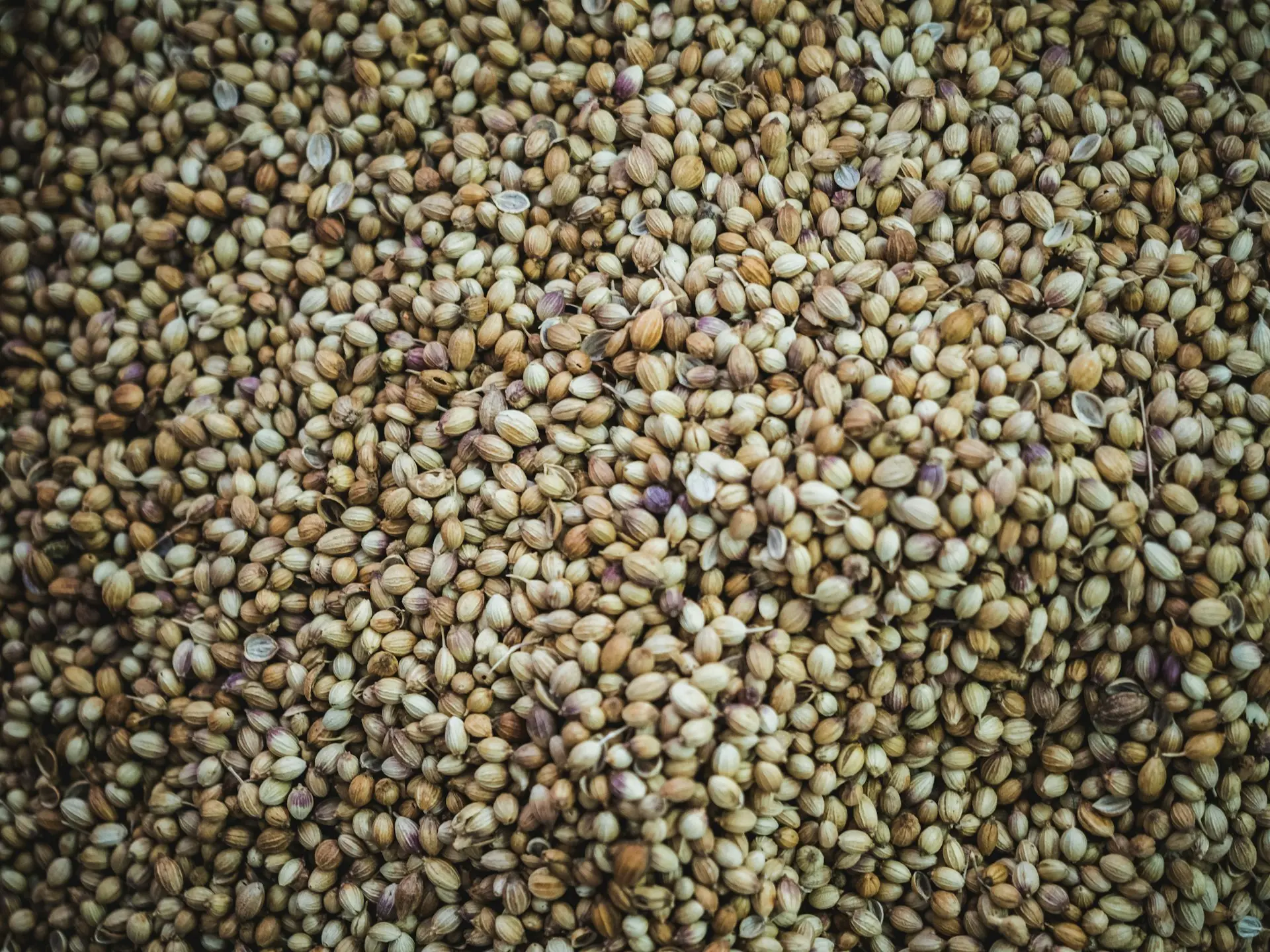 brown beans